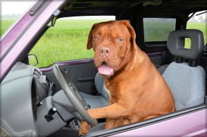 This dog says, "don't text and drive." (PublicDomainPictures.net)